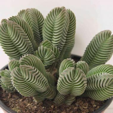 Crassula templo de buda